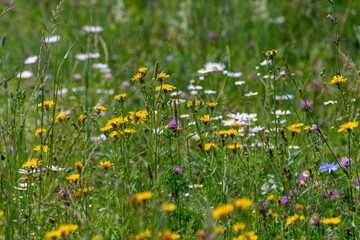 Beautiful Russian meadow with field sow thistle, daisies and clover