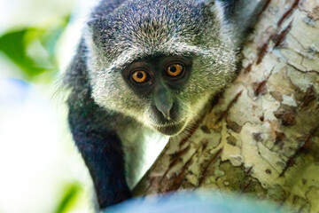 Red Colombus Monkey in Zanzibar Tanzania 