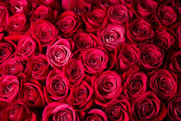 red roses background