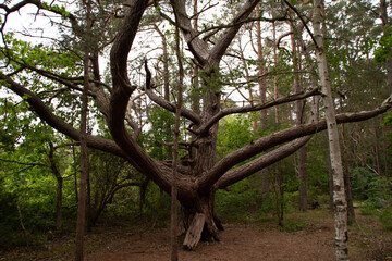 Ein alter Baum auf Rügen