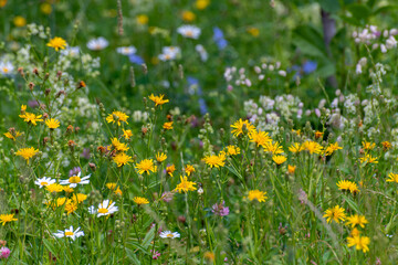 Beautiful Russian meadow with field sow thistle, daisies and clover