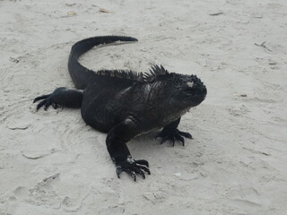 galapagos land iguana