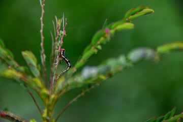 Lagarta no galho de uma planta.