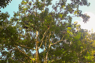 Squirrel monkey sitting on the tree with green leaves in the amazon forest in Leticia, Colombia