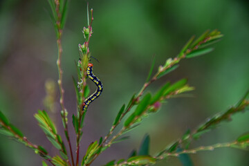 Lagarta no galho de uma planta.