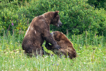Naklejka na ściany i meble Two large male coastal brown bears (Ursus arctos) fighting in a green meadow in the Katmai NP, Alaska