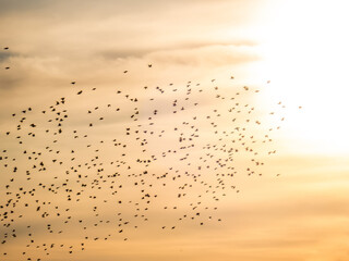 Ein Schwarm Vögel am Abendhimmel