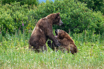 Two large male coastal brown bears (Ursus arctos) fighting in a green meadow in the Katmai NP, Alaska