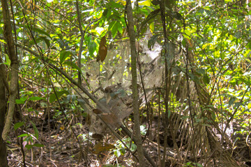 Green wild nature of typical amazonian vegetation at amazon rainforest of Leticia, Colombia