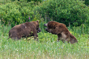 Two large male coastal brown bears (Ursus arctos) fighting in a green meadow in the Katmai NP, Alaska