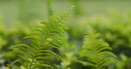 Fototapeta na wymiar Green fern plant in tropical forest
