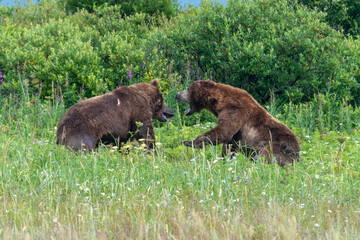 Two large male coastal brown bears (Ursus arctos) fighting in a green meadow in the Katmai NP, Alaska