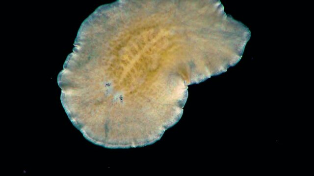 Black Sea. Marine flatworm, planaria, crawling on the glass