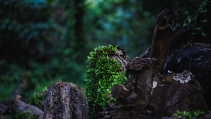 moss on a tree