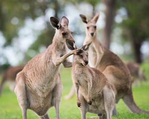 A mother eastern grey kangaroo grooms her joey during their evening meal on a golf course in Mareeba, Queensland, Australia. 
