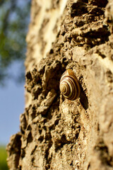 Snail crawls on the bark of a tree close-up
