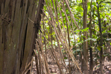 Green wild nature of typical amazonian vegetation at amazon rainforest of Leticia, Colombia