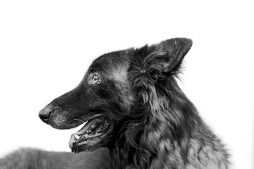 black and white dog, belgian malinois, dog, old dog, black, white, canine, service dog, portrait, breed, purebred, dogs, pets, sitting, puppy, pedigree, isolated on white, border