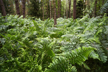 Blooming fern leaves in the forest.