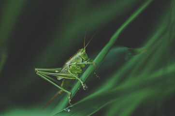 grasshopper on grass, closeup