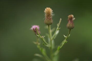 Medicinal plant burdock with flowers in bloom