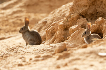 European rabbit or common rabbit (Oryctolagus cuniculus) © J.C.Salvadores