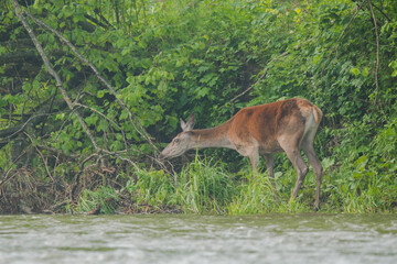Red Deer in the river. Bieszczady Mountains. Carpathians. Poland