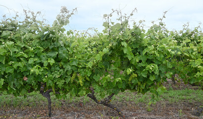 Fototapeta na wymiar Vigne biologique et organique