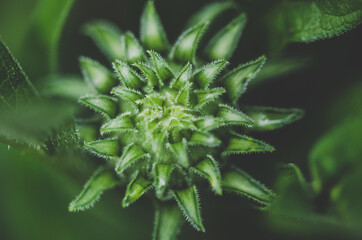 green bud, macro, closeup