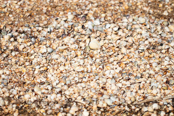 beach background texture made of shells. Seashell pattern
