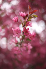 Pink Blossoms 2