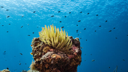 Seascape in turquoise water of coral reef in Caribbean Sea / Curacao with Sea Anemone coral and sponge