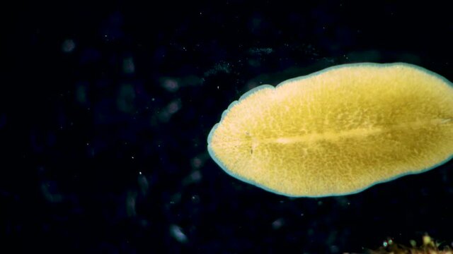 Black Sea. Marine flatworm, planaria, crawling on the glass