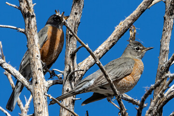 American Robins perched in tree
