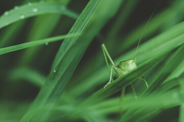 grasshopper on grass, closeup