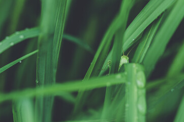 grasshopper on grass, closeup