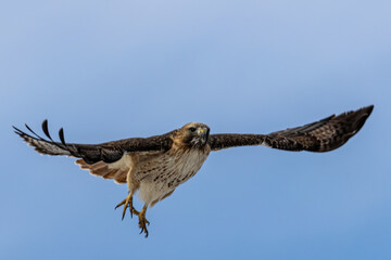 Hawk taking off in flight