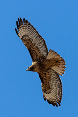 red tailed hawk in flight full spread