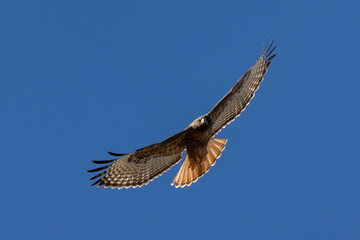 red tailed hawk in flight full spread