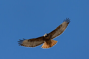 red tailed hawk in flight full spread