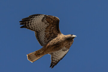 red tailed hawk in flight full spread