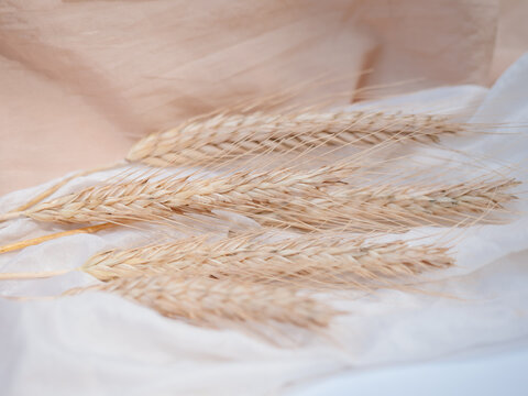 ears of wheat on rosa and white draped fabric
