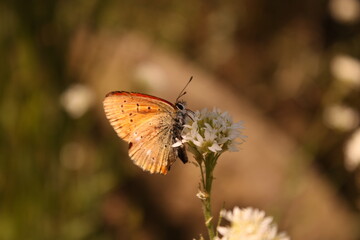 Orange butterfly on flower in forest 