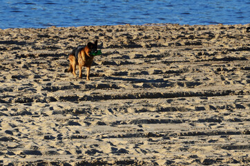 Fototapeta na wymiar Dog carries in his teeth a plastic bottle on the beach