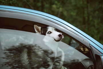 Husky dog sits locked up in a car and breathes air. The concept of animals in transport