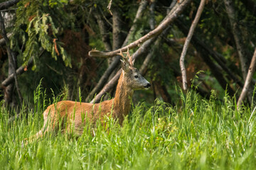 Roe Deer (Capreolus capreolus) on the meadow. Bieszczady Mountains. Carpathians. Poland.