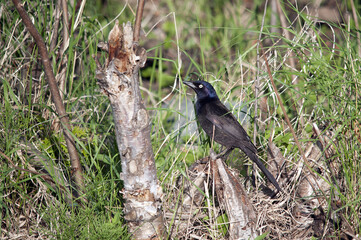 Grackle Bird Stock Photos.   Grackle bird close-up profile view perched on a branch with a foliage background looking to the left in its habitat and environment.
