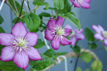 Clematis violet flowers on green background