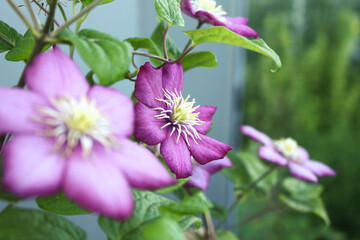 Clematis pink flowers in the garden