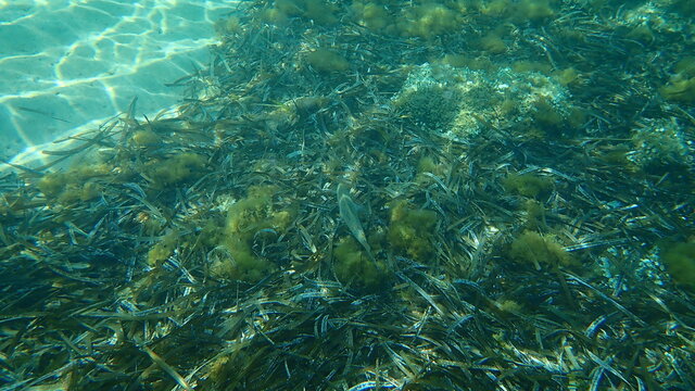 Common dentex (Dentex dentex) undersea, Mediterranean Sea, Cape of Antibes, France